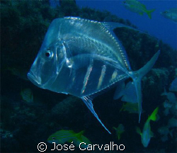 Lookdown (Selene vomer), Family: Jacks. Photo taken at Ba... by José Carvalho 